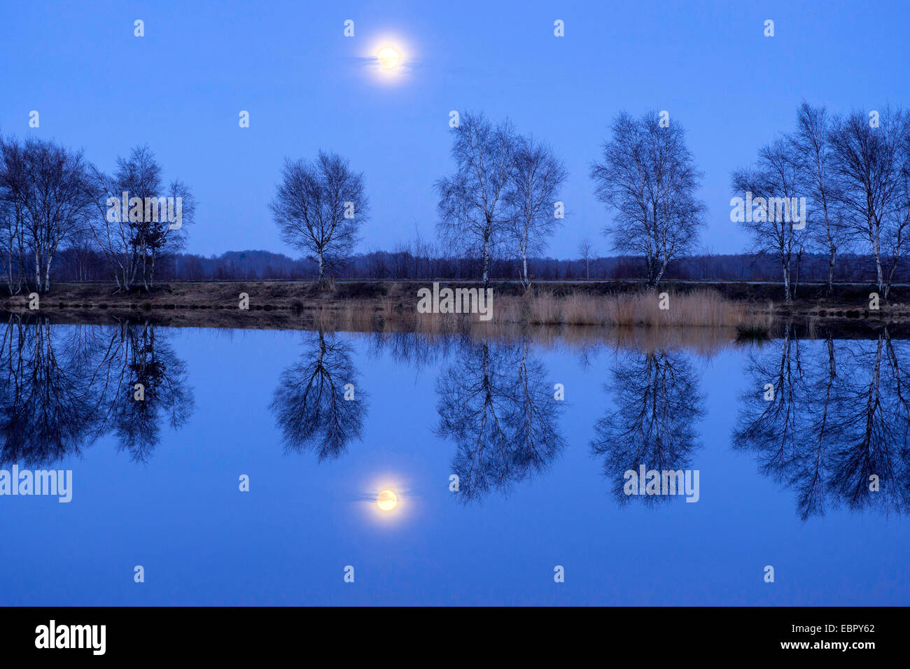 moon rise at the Goldenstedt Highmoor, Germany, Lower Saxony, Oldenburger Muensterland Stock Photo