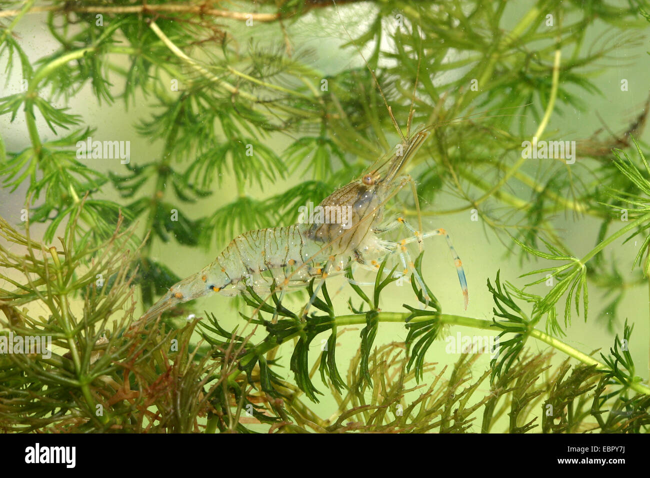 variegated shore shrimp (Palaemonetes varians), under water Stock Photo