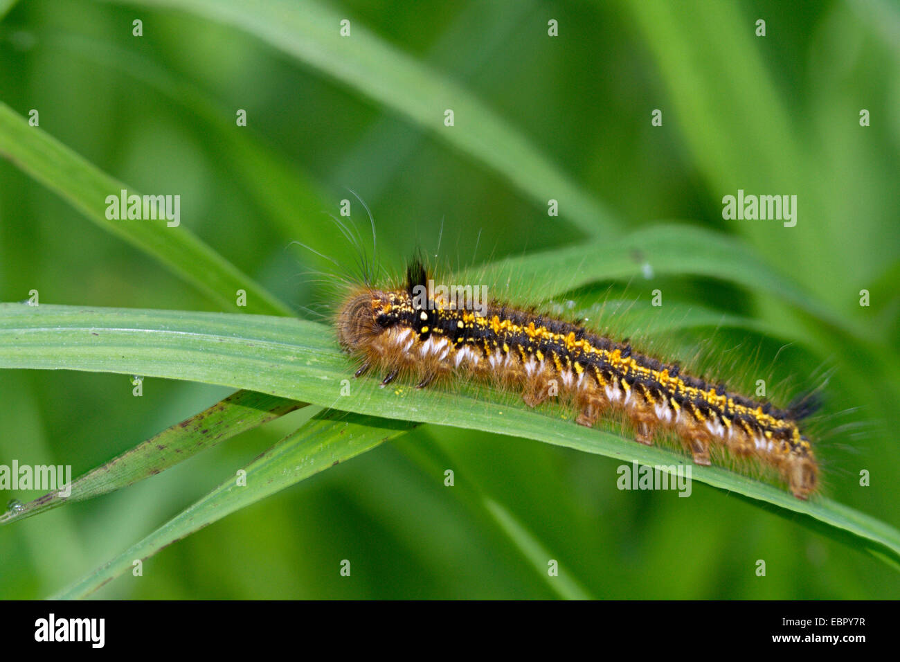 The Drinker (Philudoria potatoria, Euthrix potatoria), caterpillar, Germany Stock Photo