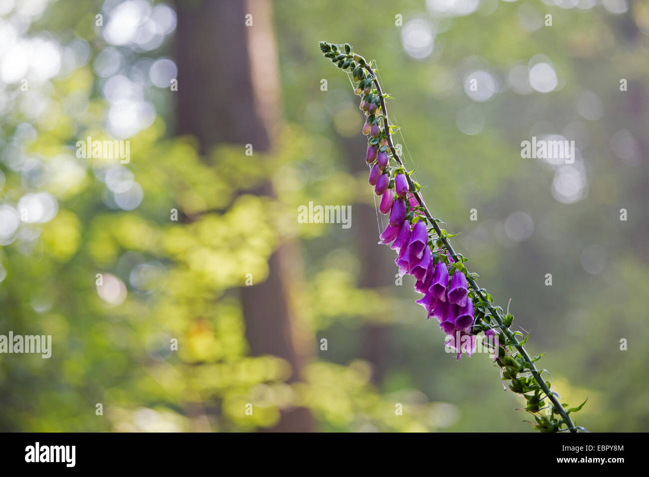 Foxgloves side view hi-res stock photography and images - Alamy