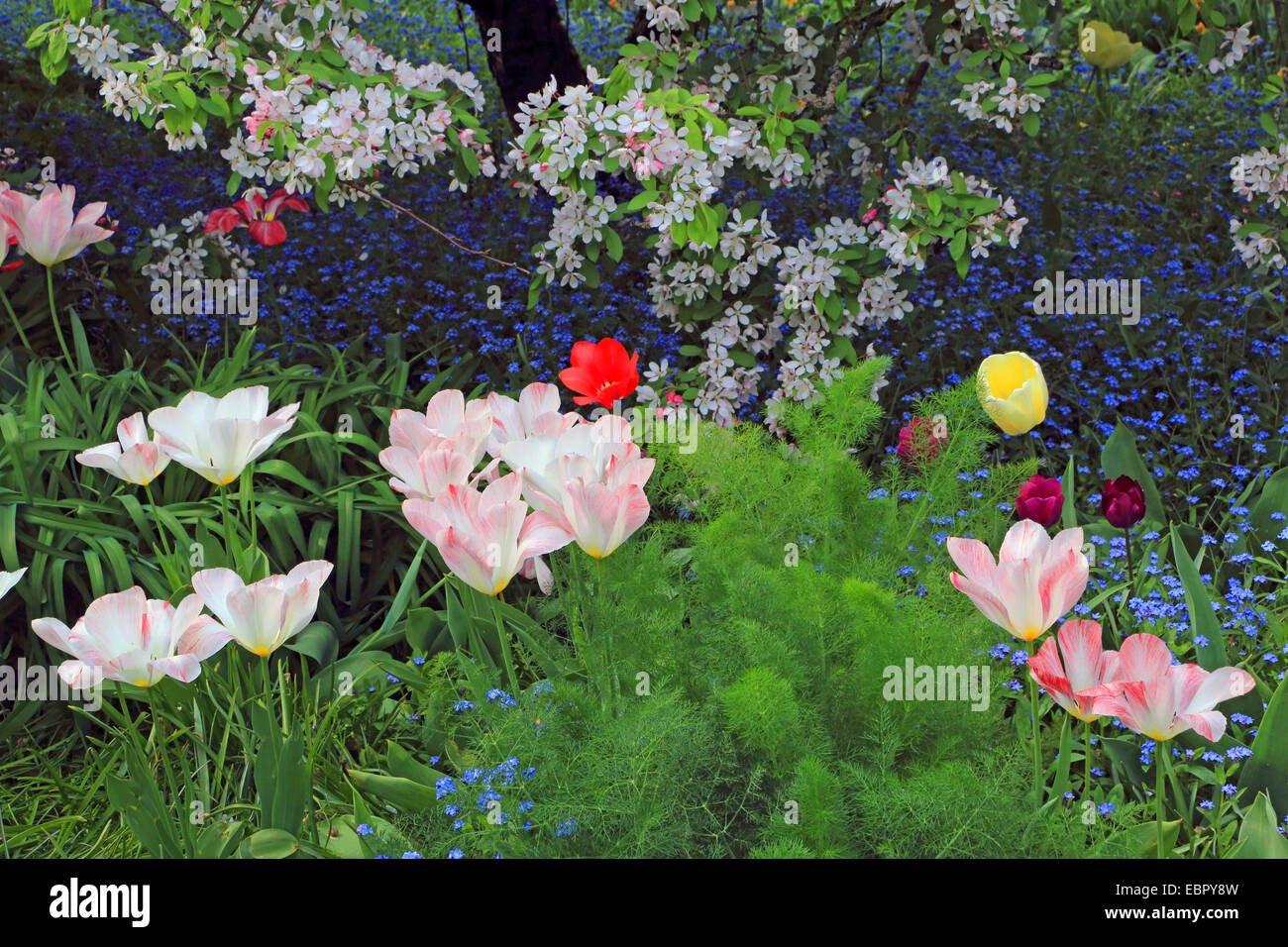 common garden tulip (Tulipa spec.), flowerbed with tulips, forget-me-nots and blooming ornamental apple tree, Germany Stock Photo
