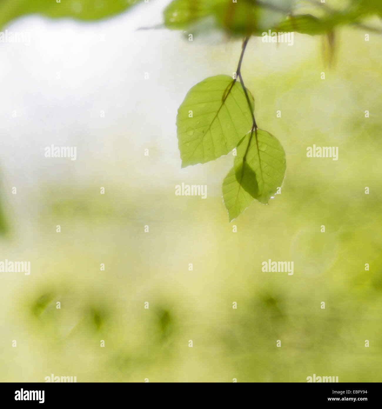 common beech (Fagus sylvatica), young leaves with dew drops, Germany, Baden-Wuerttemberg, Odenwald Stock Photo
