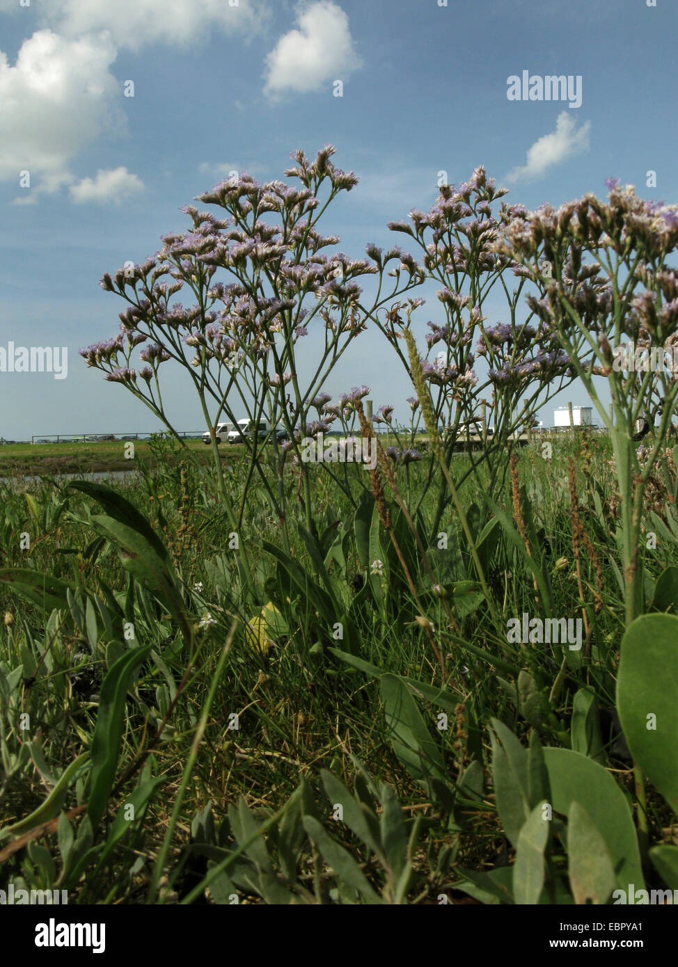 common sea-lavender, mediterranean sea-lavender (Limonium vulgare), blooming in a salt marsh, Germany, Baltrum, Lower Saxony Wadden Sea National Park Stock Photo