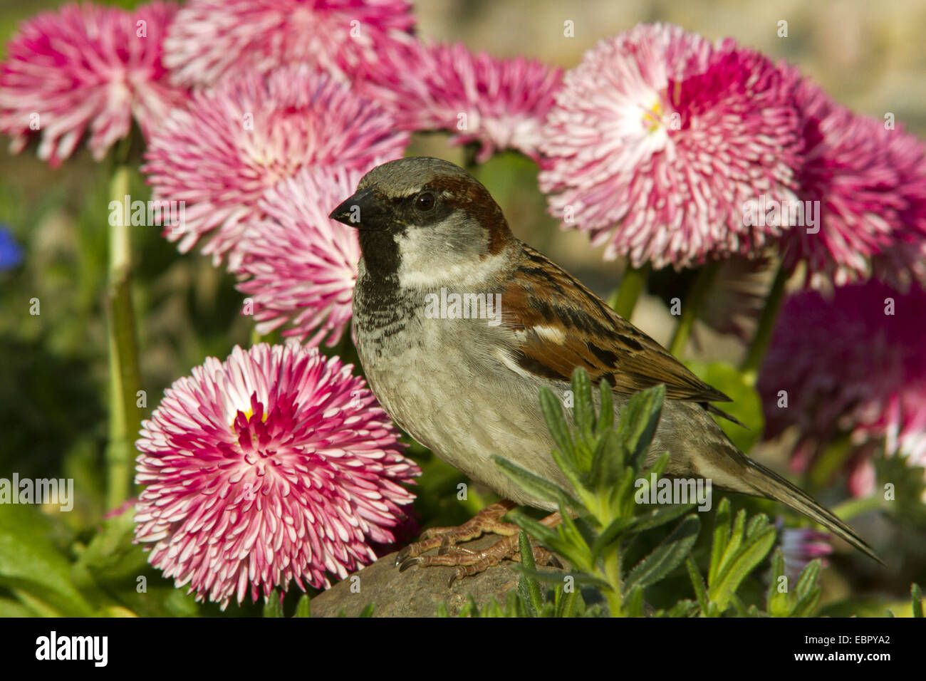 house sparrow (Passer domesticus), male sitting amongst English daisy, Germany, Mecklenburg-Western Pomerania Stock Photo