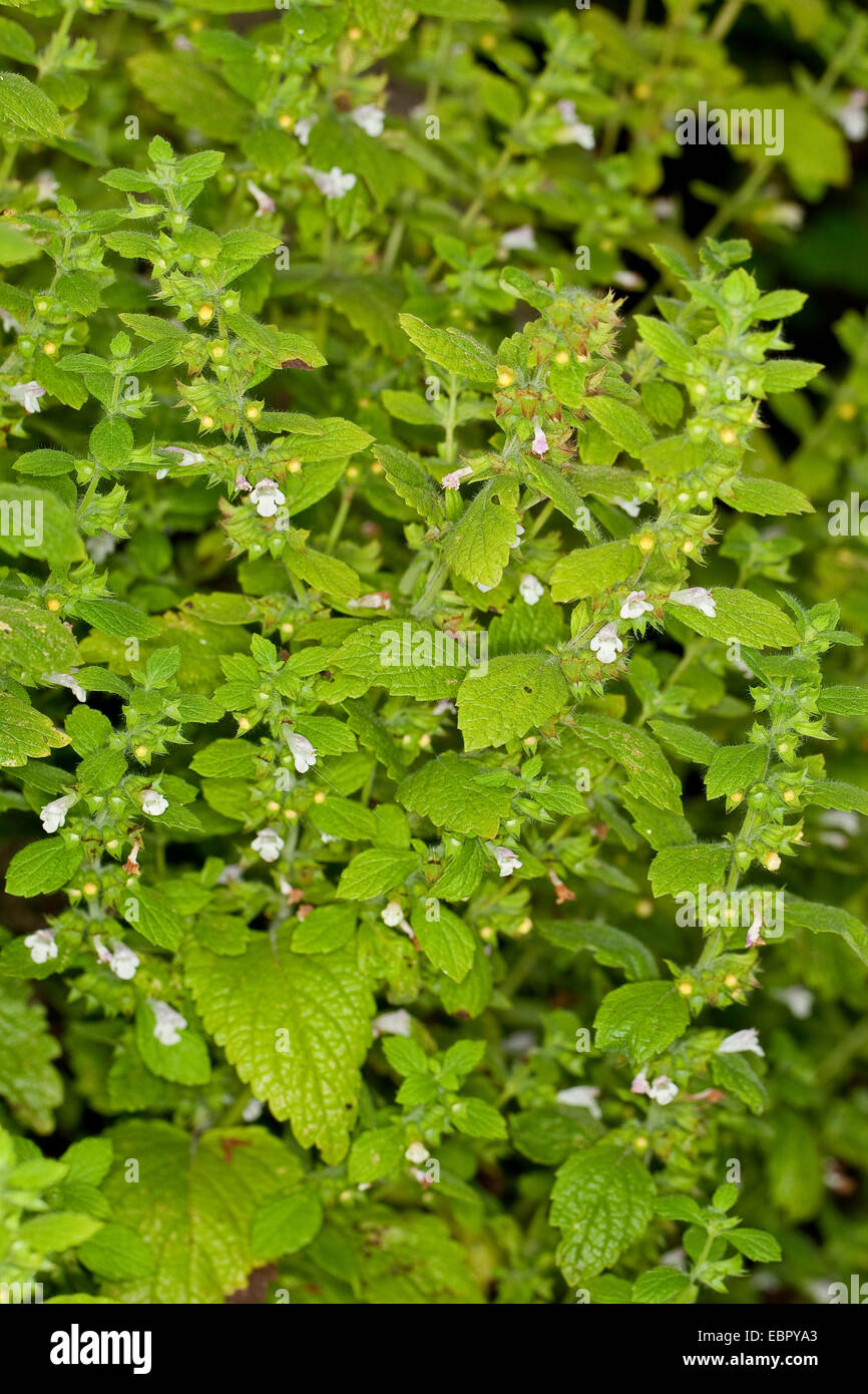 lemon balm, garden balm (Melissa officinalis), blooming, Germany Stock Photo