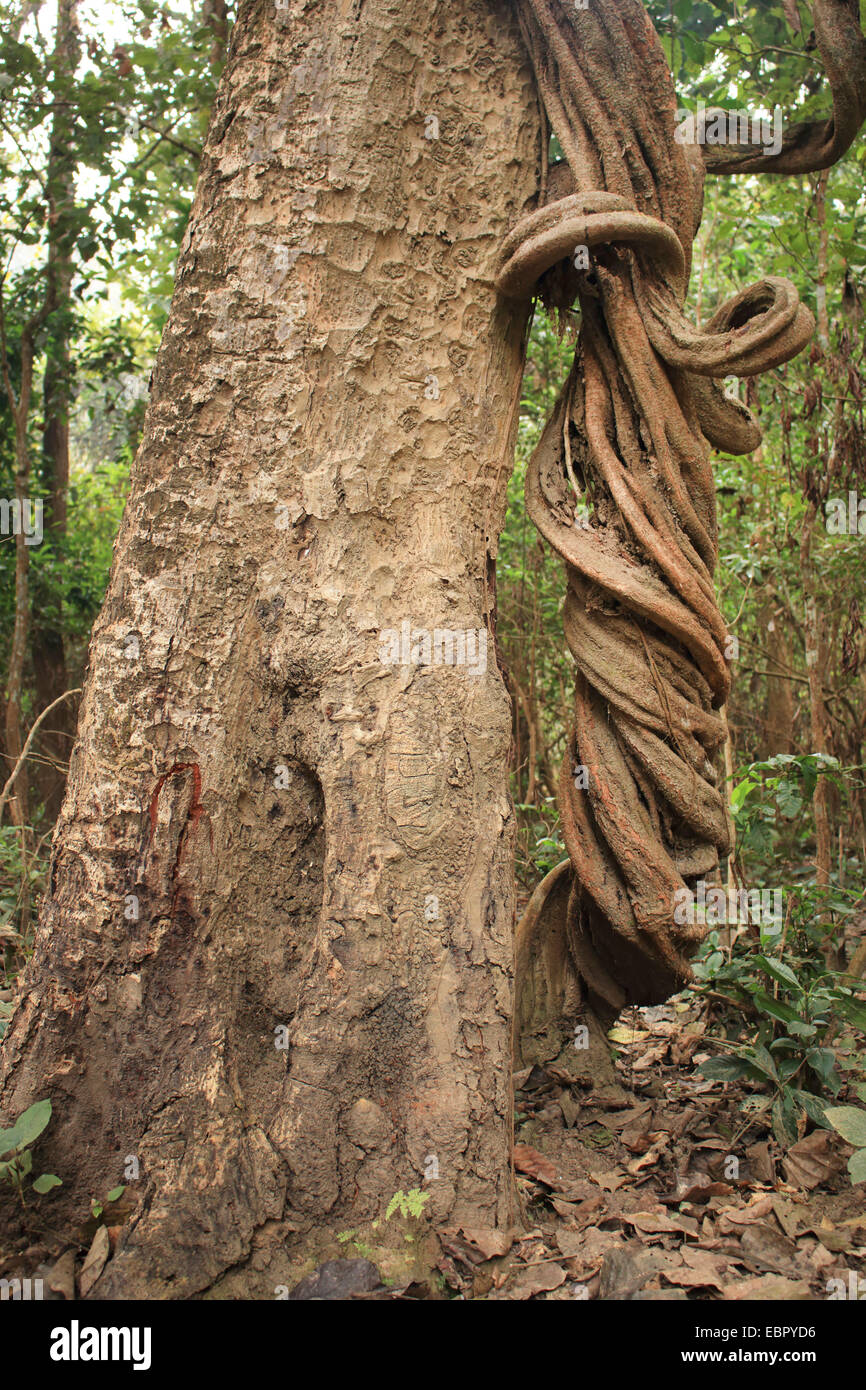 liana at a tree trunk in the tropical rain forest of Chitwan National Park, Nepal, Terai, Chitwan National Park Stock Photo