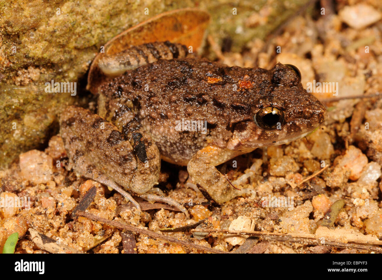 Fork-tongued frog (Euphlyctis cf. cyanophlyctis), sitting on the ground, Sri Lanka, Sinharaja Forest National Park Stock Photo