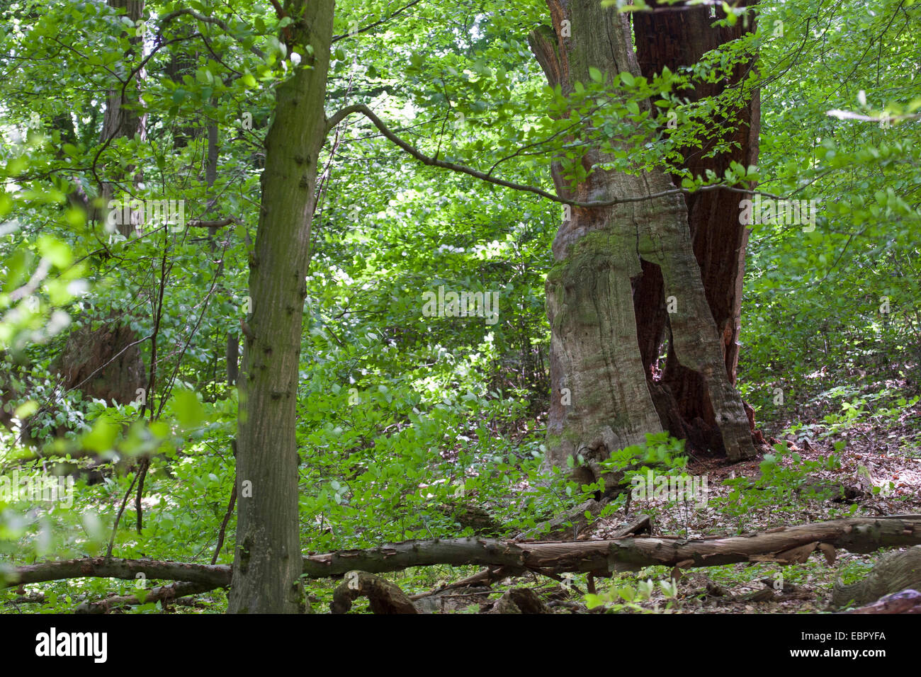 primeval forest with an old dead tree, Germany Stock Photo