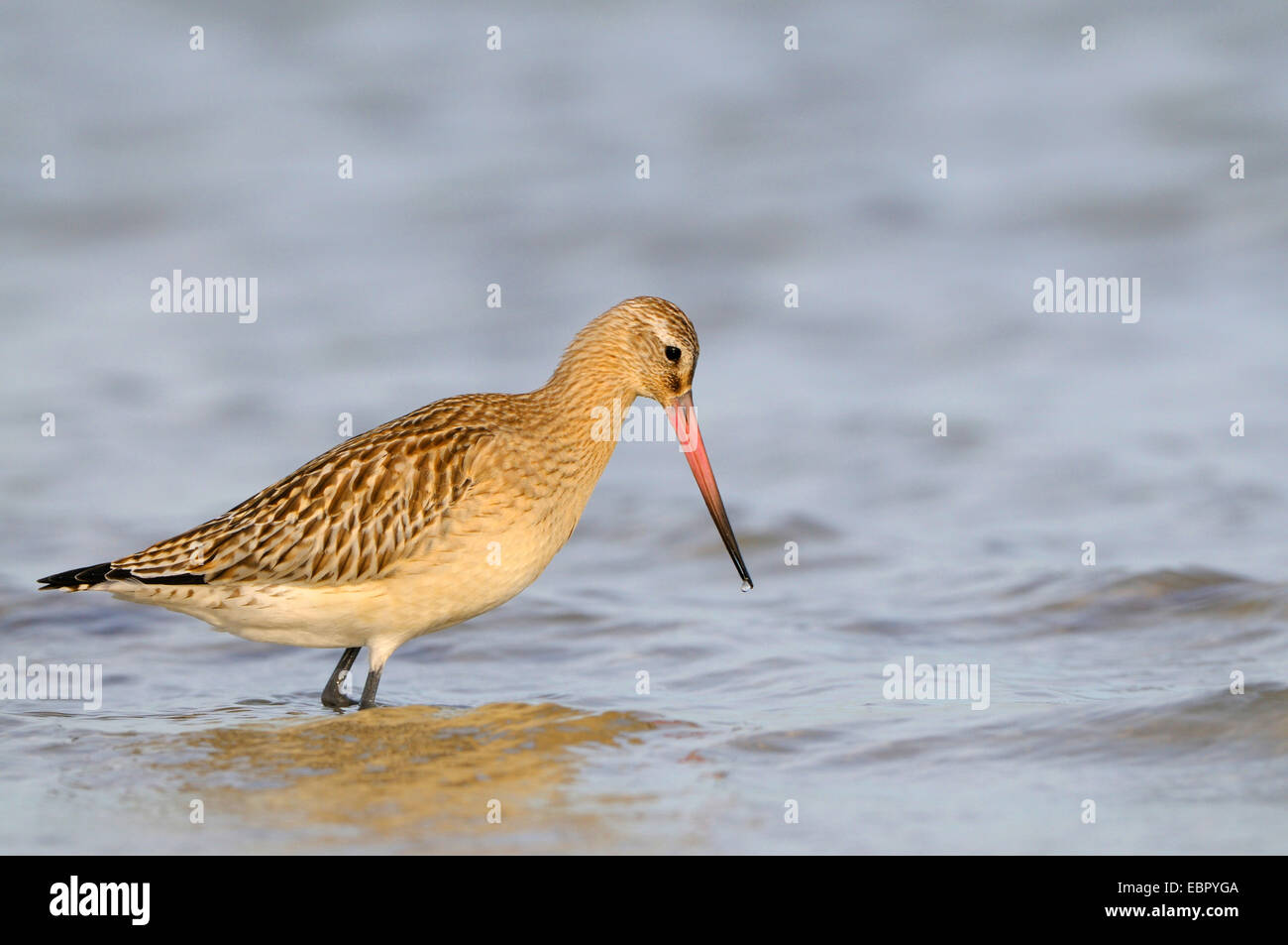 bar-tailed godwit (Limosa lapponica), on the feed in the surf of the Baltic Sea, Germany, Mecklenburg-Western Pomerania, Western Pomerania Lagoon Area National Park Stock Photo