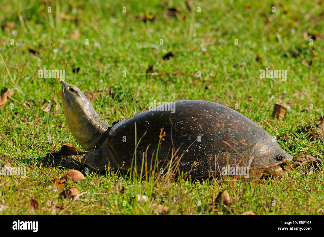 Indo-Gangetic flapshell, Indian flapshell turtle (Lissemys punctata), in a meadow, Sri Lanka, Wilpattu National Park Stock Photo
