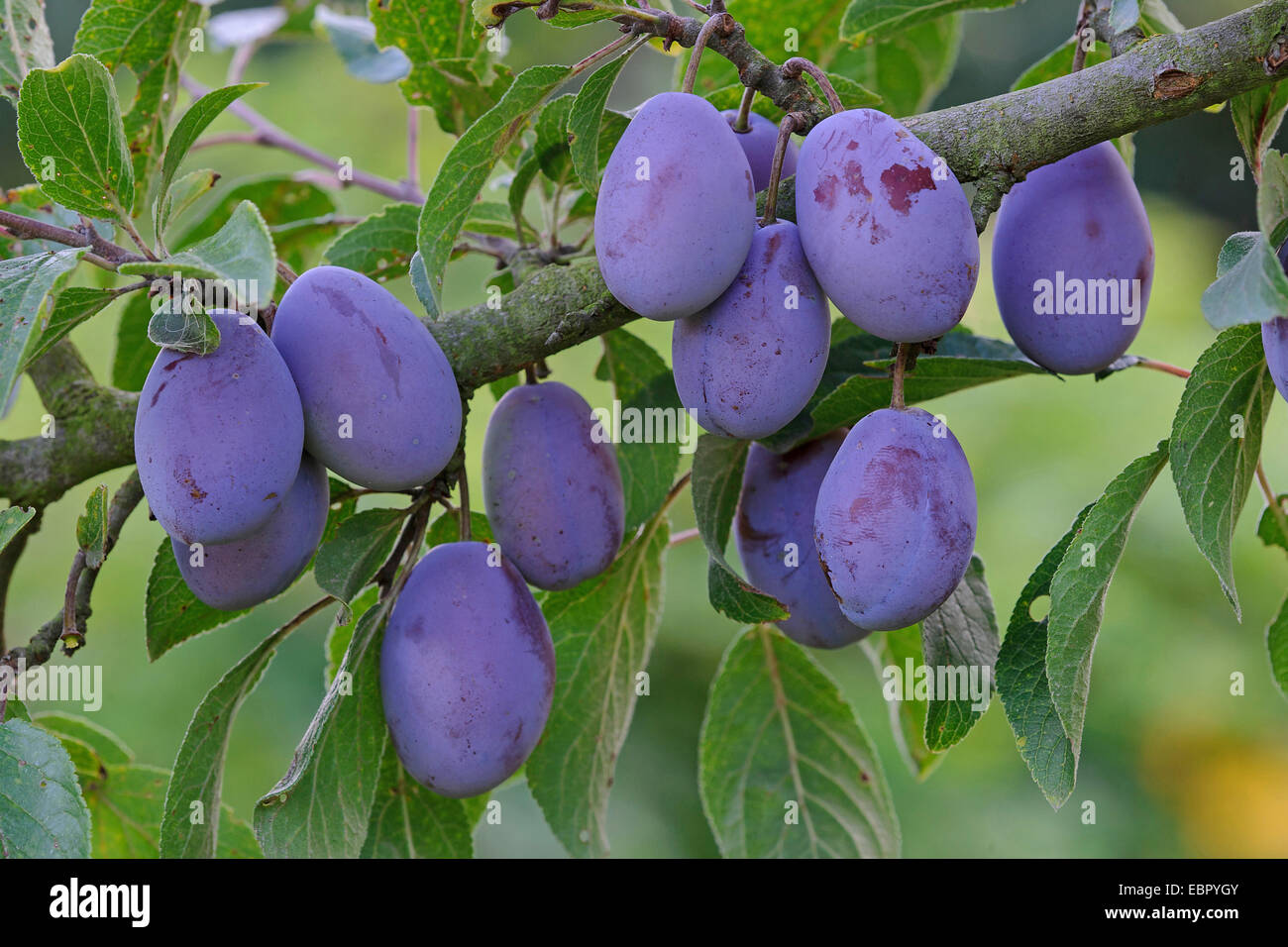 European plum (Prunus domestica), ripe plums on tree, Germany, Lower