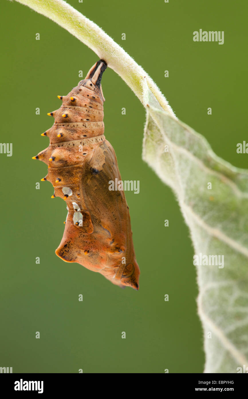 large tortoiseshell (Nymphalis polychloros, Vanessa polychloros), pupa at pussy willow, Germany, Rhineland-Palatinate Stock Photo