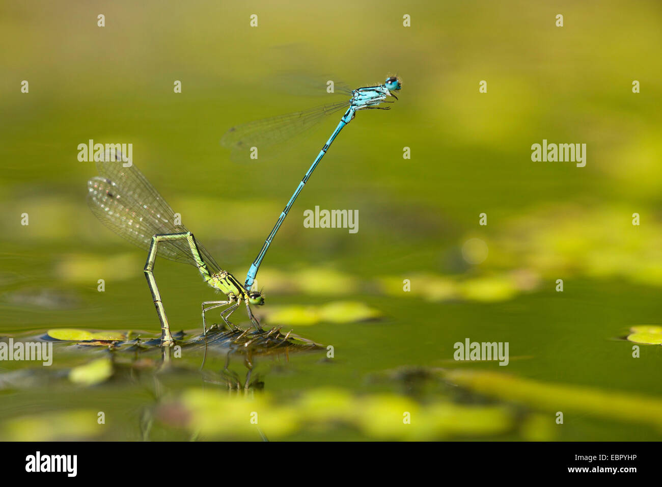 Common coenagrion, Azure damselfly (Coenagrion puella), couple laying ...