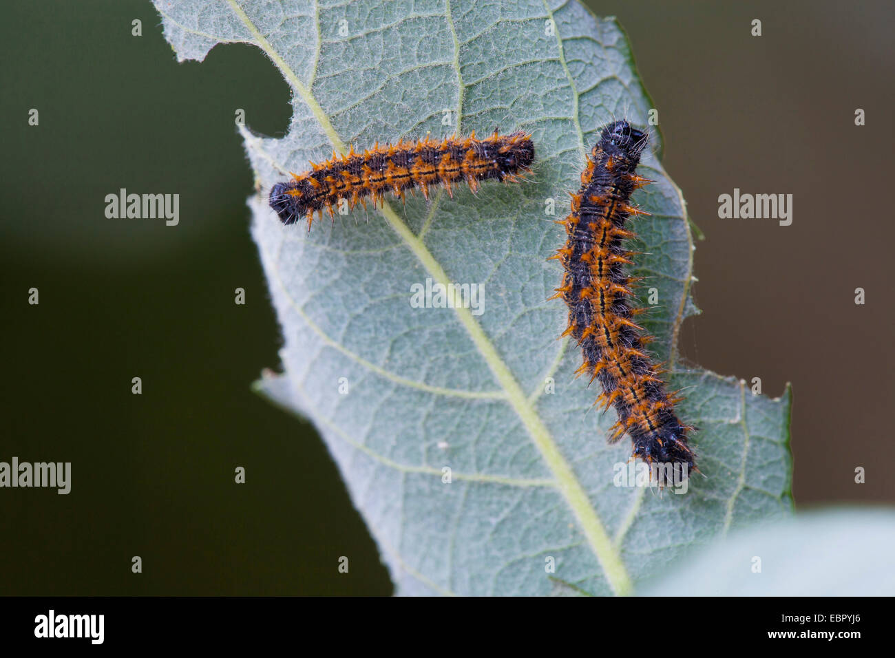 large tortoiseshell (Nymphalis polychloros, Vanessa polychloros), caterpillars on a willow leaf, Germany, Rhineland-Palatinate Stock Photo