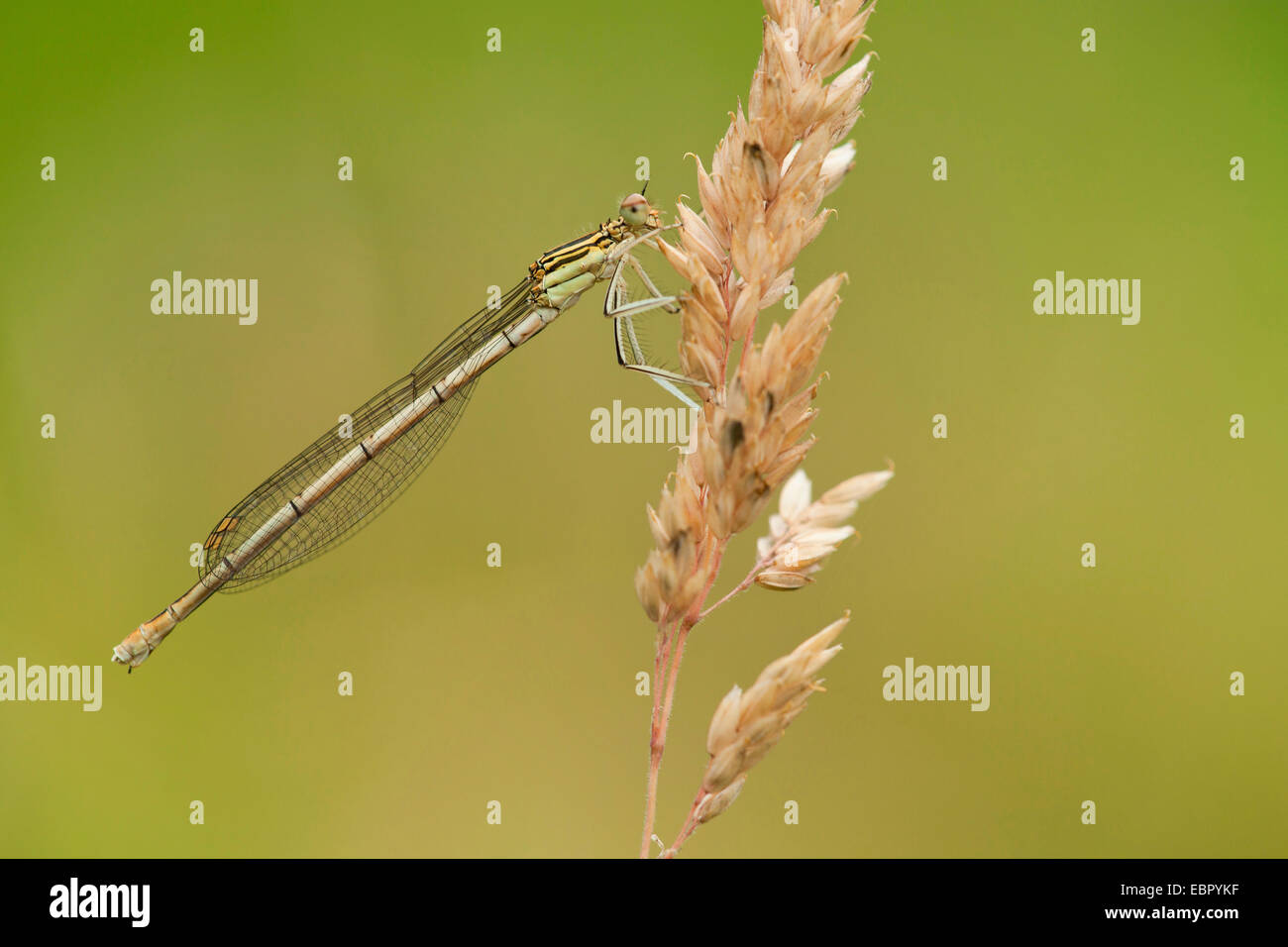 white-legged damselfly (Platycnemis pennipes), at soft-grass, Germany, Rhineland-Palatinate Stock Photo