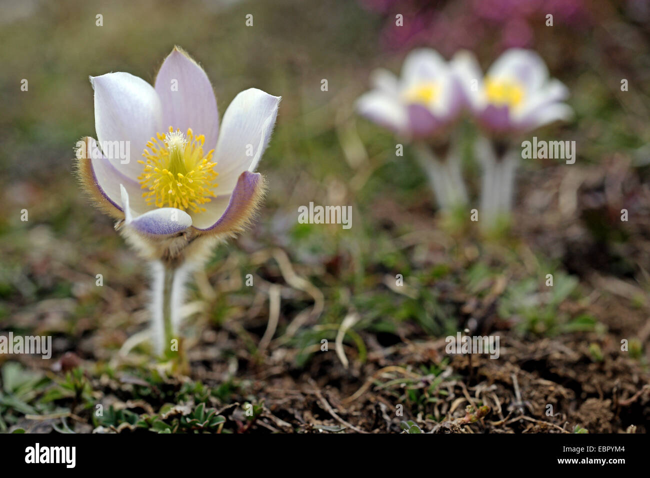 spring anemone, pasque flower (Pulsatilla vernalis), blooming, South Tyrol, Dolomites Stock Photo