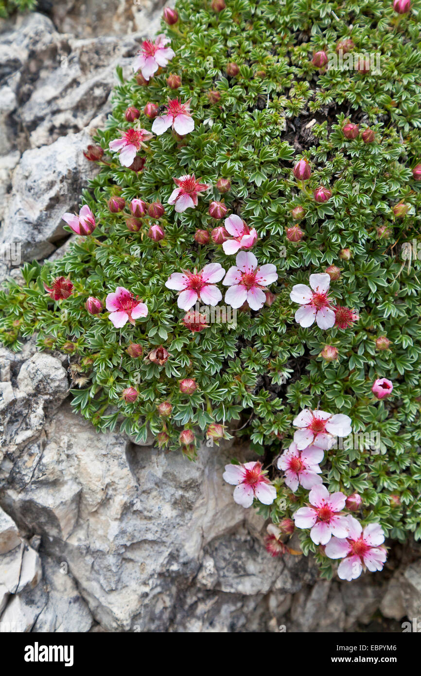 Dolomites cinquefoil (Potentilla nitida), blooming, Italy, South Tyrol, Dolomites Stock Photo