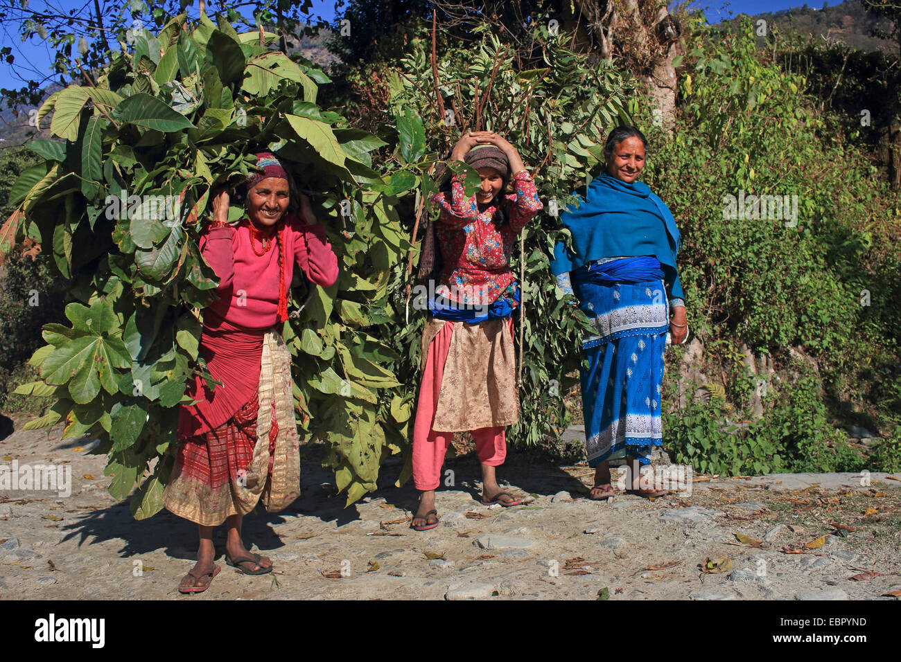 women carrying a plenty of feed for the domestic cattles, Nepal, Kathmandutal, Pokhara Stock Photo