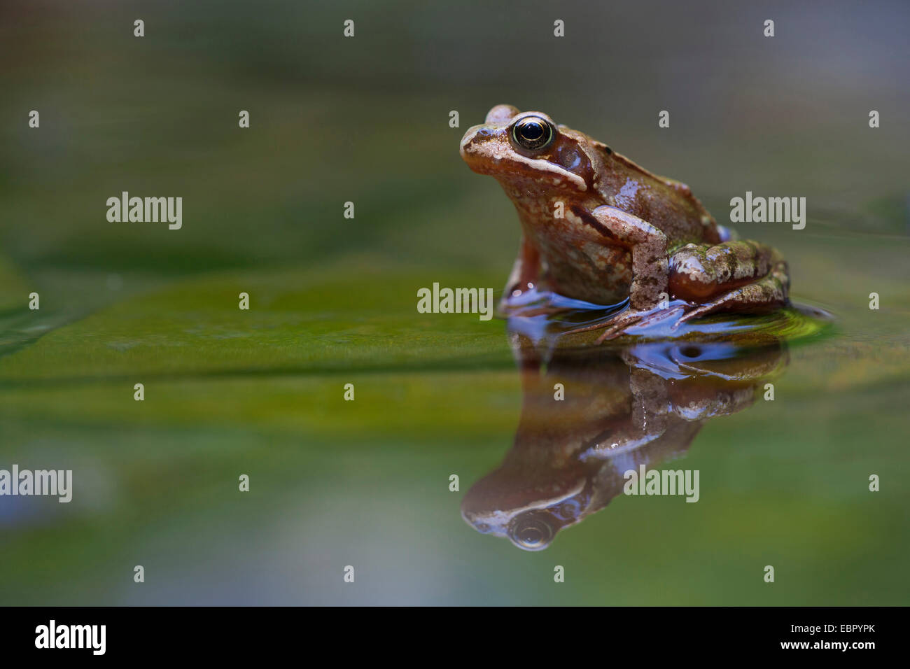 common frog, grass frog (Rana temporaria), at the forest brook, Germany