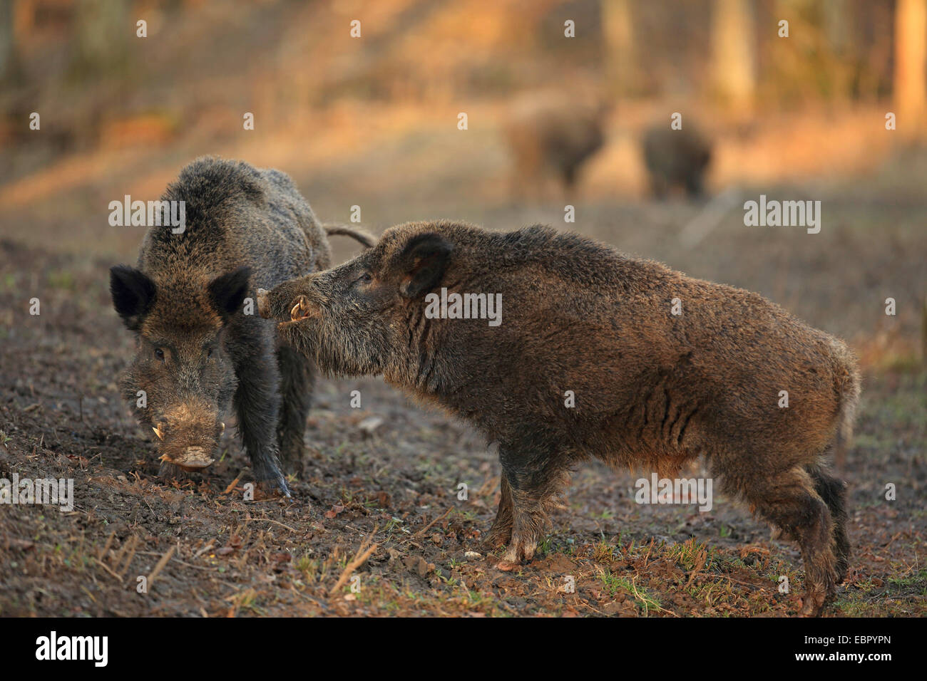 wild boar, pig, wild boar (Sus scrofa), two disputing tuskers, Germany, Baden-Wuerttemberg Stock Photo