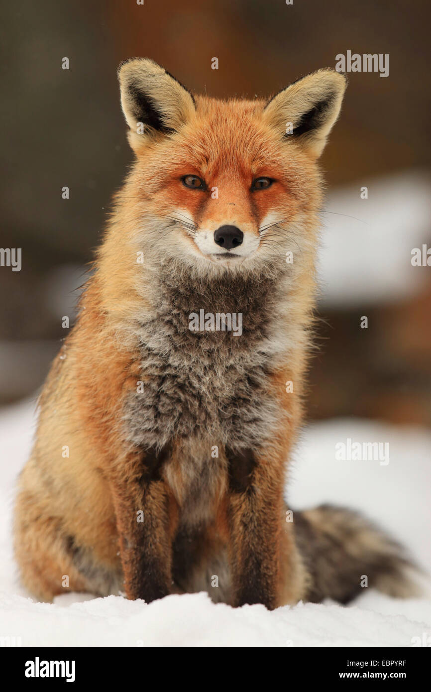 Fox Red Fox Animal Stock Photo. HDR Photo Fox Animal Sitting on