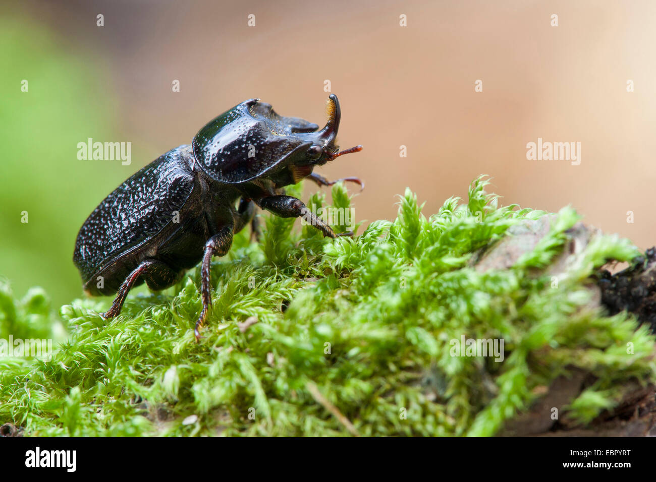 rhinoceros beetle, small European rhinoceros beetle (Sinodendron cylindricum), male on moss, Germany, Rhineland-Palatinate Stock Photo