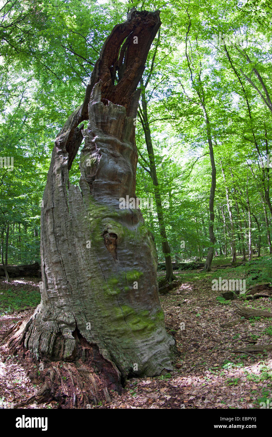 primeval forest with an old dead tree, Germany Stock Photo