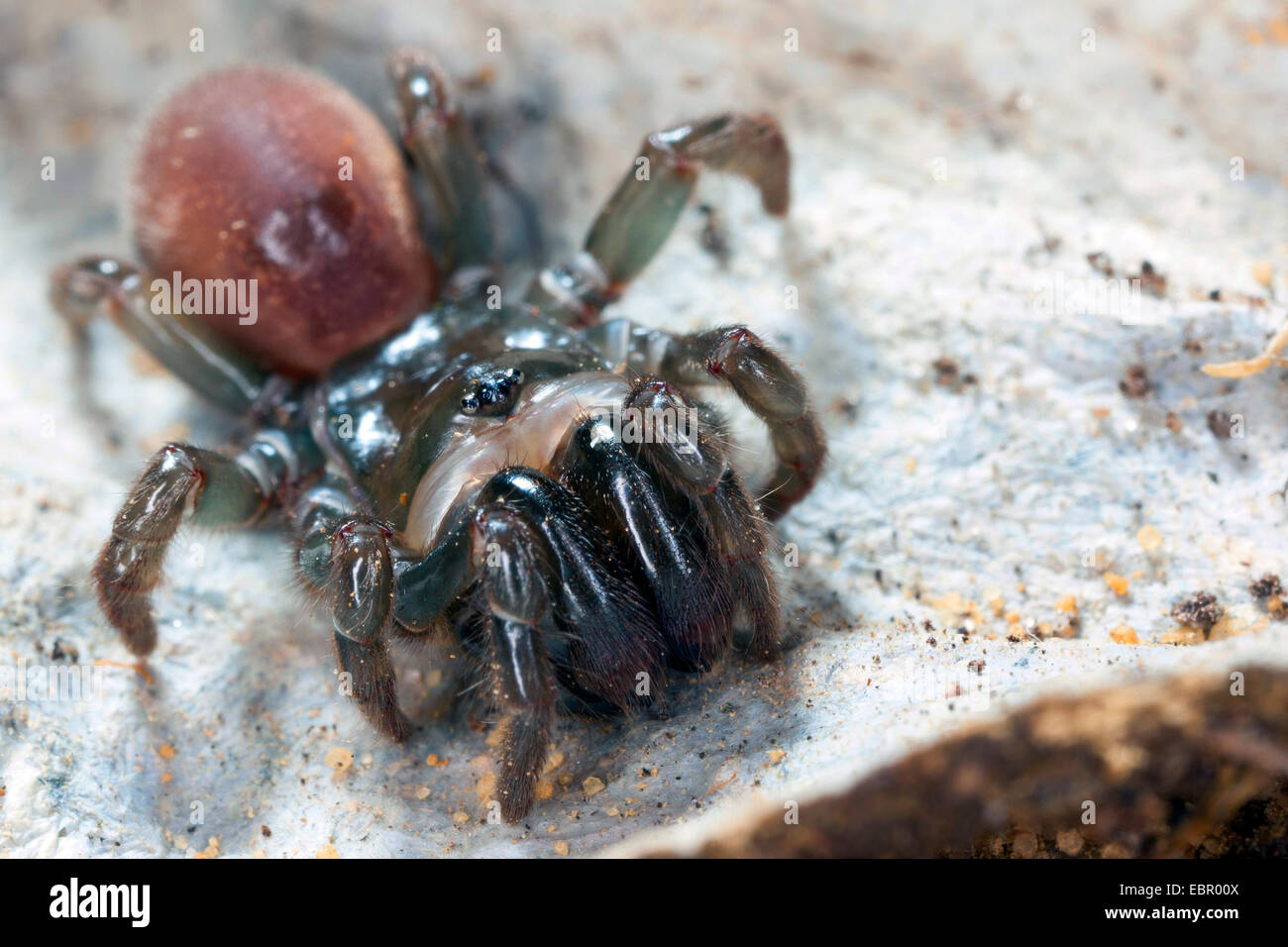 purse-web spider (Atypus affinis), on its web, Germany Stock Photo