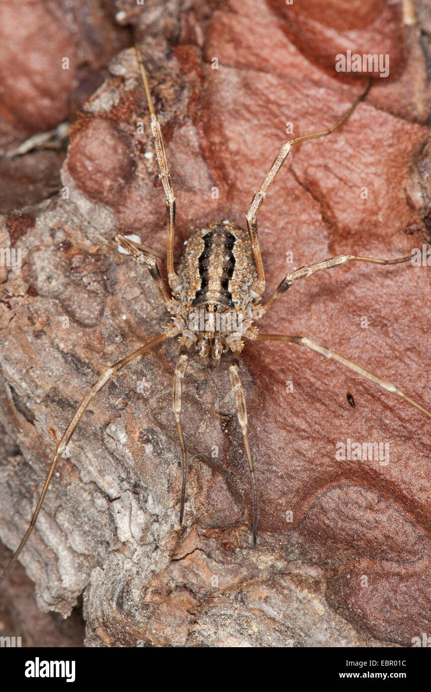 daddy longleg (Odiellus troguloides), well camouflaged on bark, Germany Stock Photo