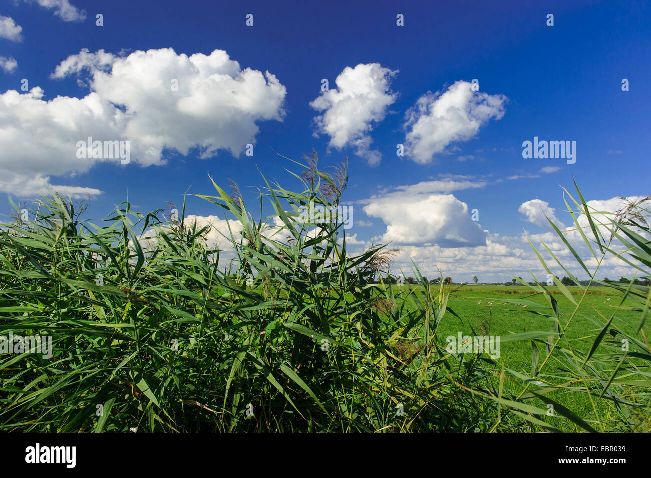 reed grass, common reed (Phragmites communis, Phragmites australis), landscape in summer, Germany, Lower Saxony, Oldenburger Muensterland, Duemmerlohhausen Stock Photo