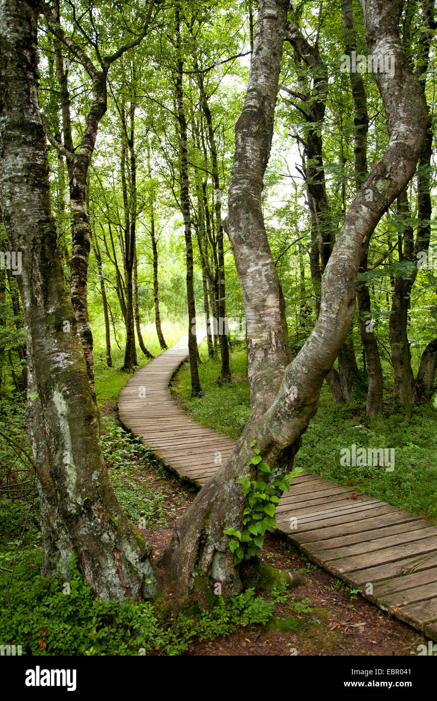 wooden way through the bog, Germany, Thueringen, Rhoen Stock Photo