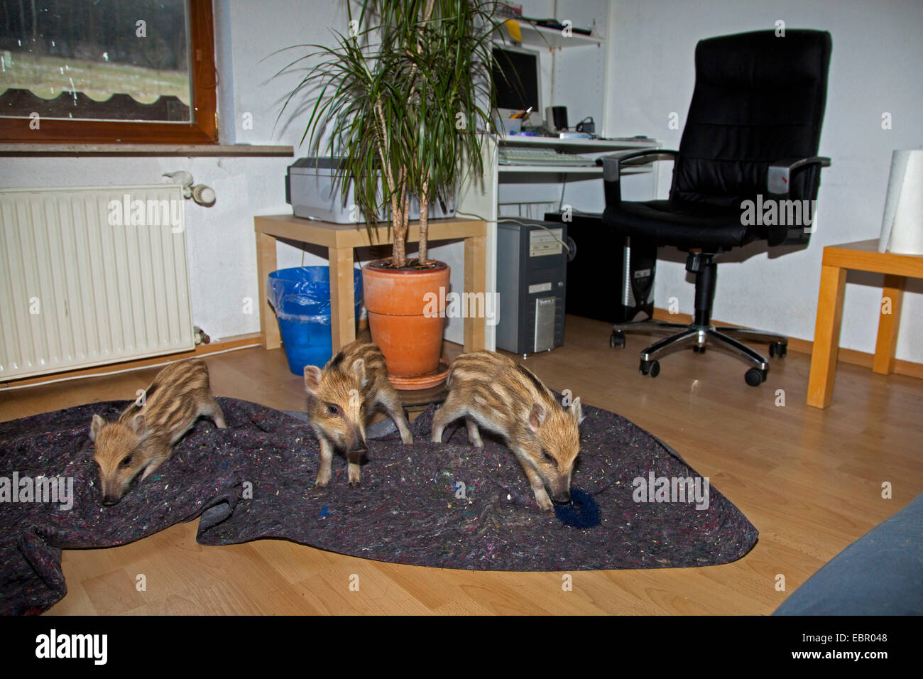 wild boar, pig, wild boar (Sus scrofa), three shoats playing in a chamber, Germany Stock Photo