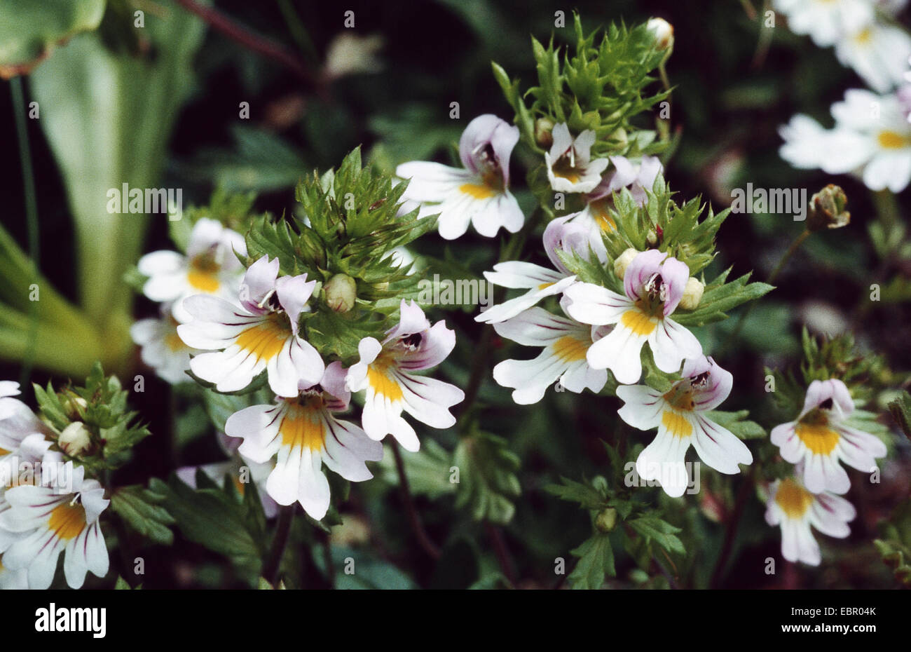 eyebright (Euphrasia rostkoviana), flowering Stock Photo