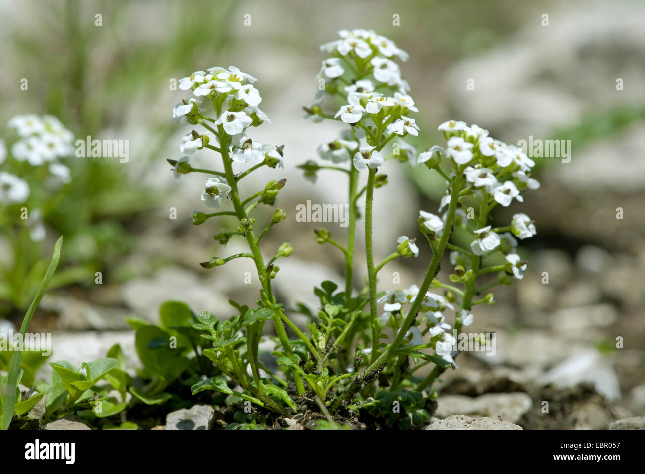 Chamois Cress, Chamois Grass (Pritzelago alpina, Hutchinsia alpina, Iberidella alpina), blooming, Germany Stock Photo