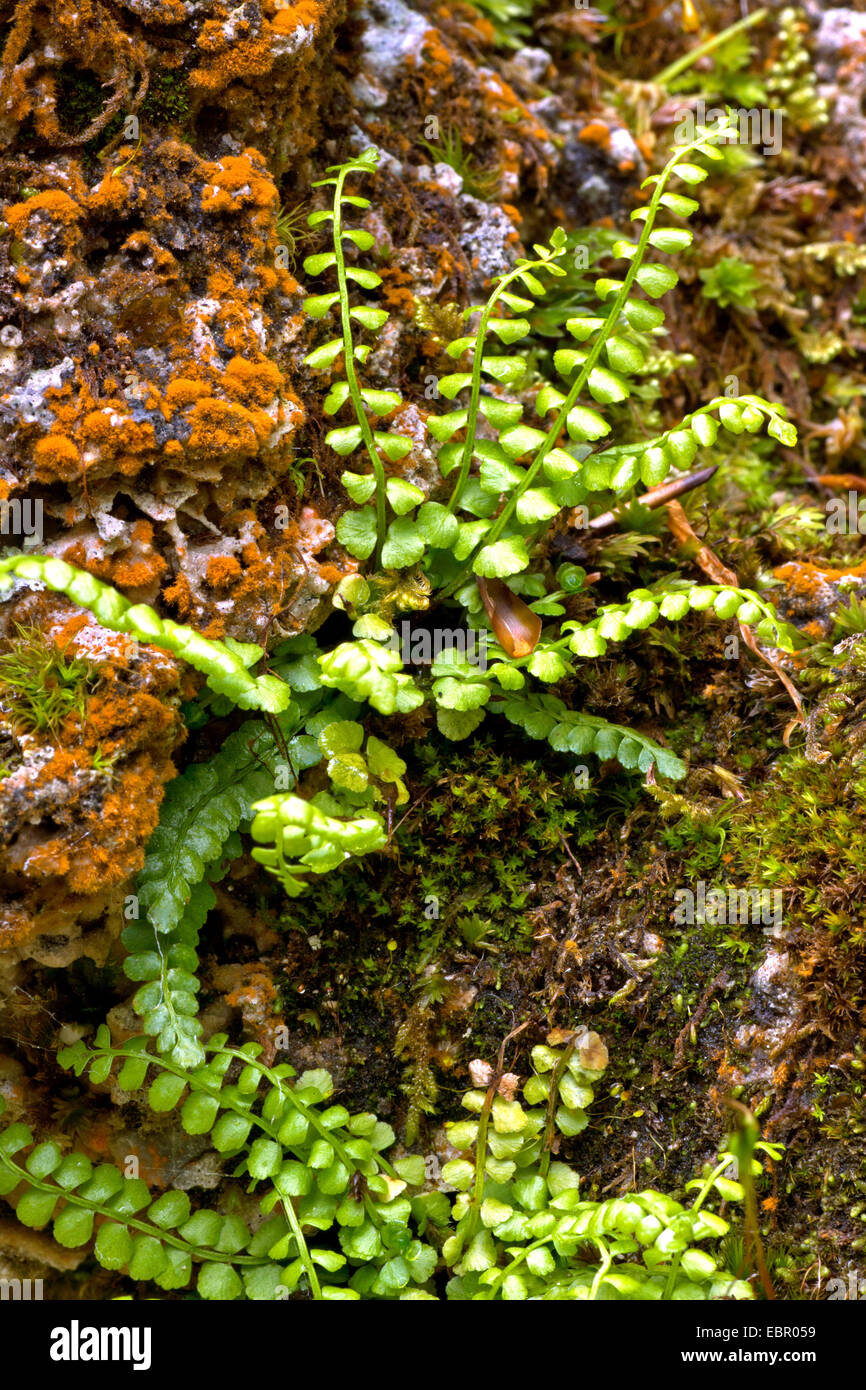 green spleenwort (Asplenium viride), on a rock, Germany, Bavaria Stock Photo