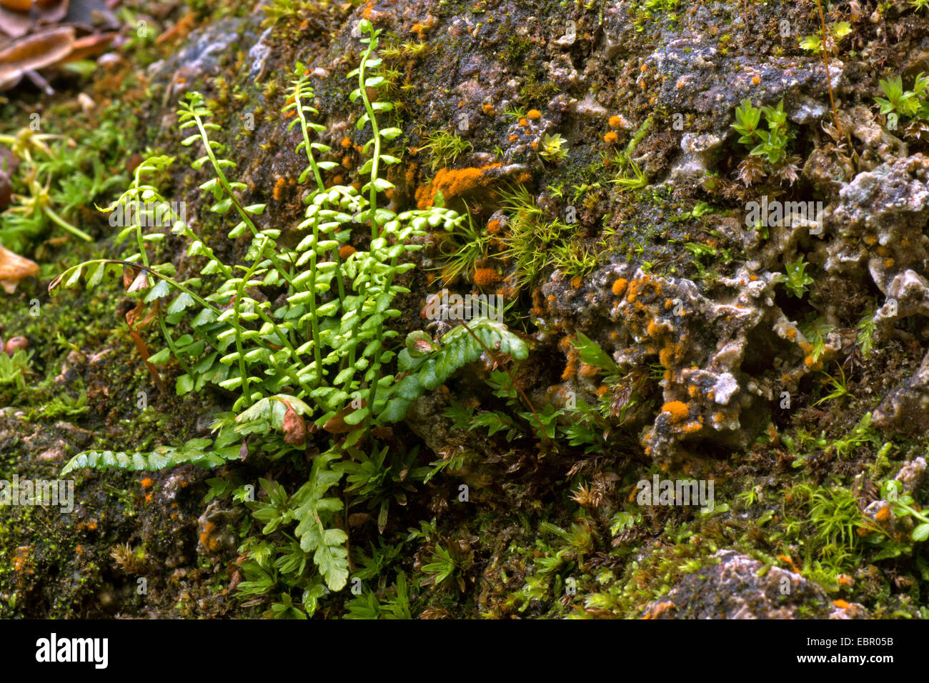 green spleenwort (Asplenium viride), on a rock, Germany, Bavaria Stock Photo