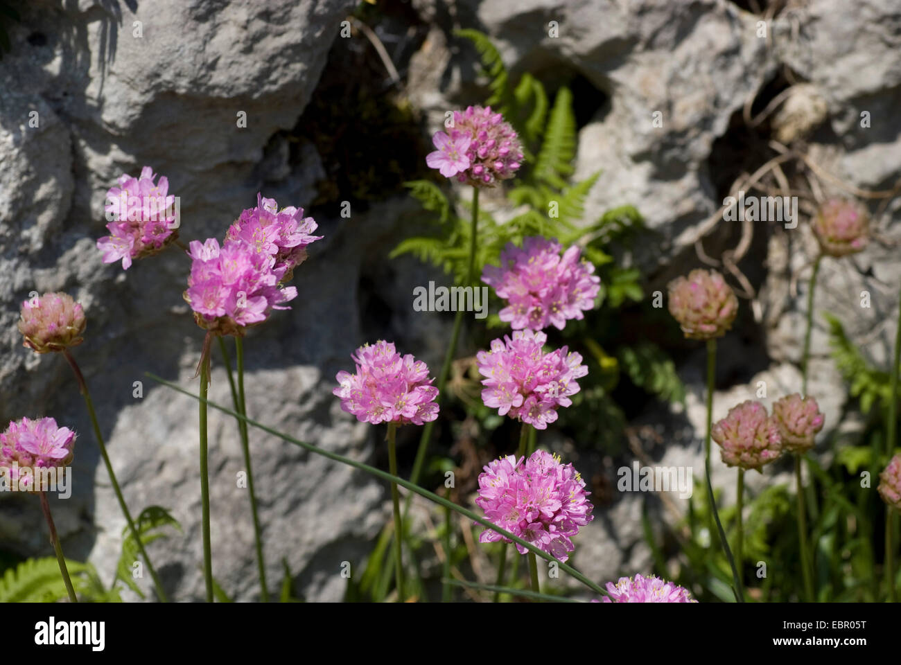 Alpine thrift (Armeria maritima subsp. alpina, Armeria alpina), inflorescence, Switzerland Stock Photo