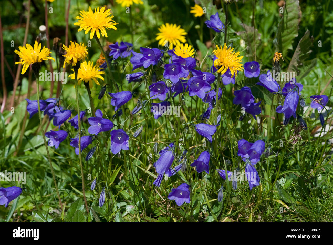 Scheuchzer's bellflower (Campanula scheuchzeri), blooming, Germany Stock Photo