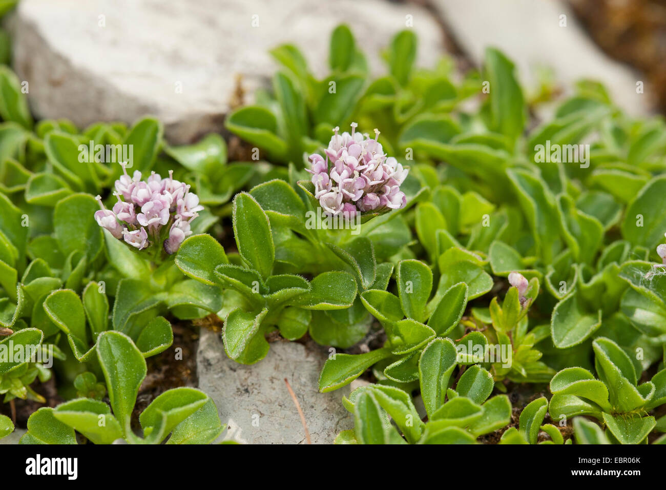 Dwarf Valerian (Valeriana supina), blooming Stock Photo