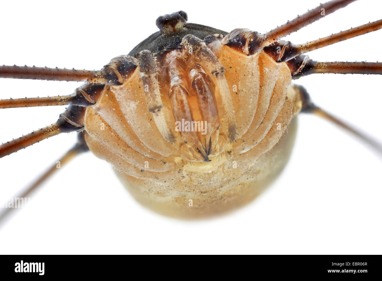 harvestmen, daddy longlegs (Leiobunum spec.), portrait of a female, mouth parts and eyes Stock Photo