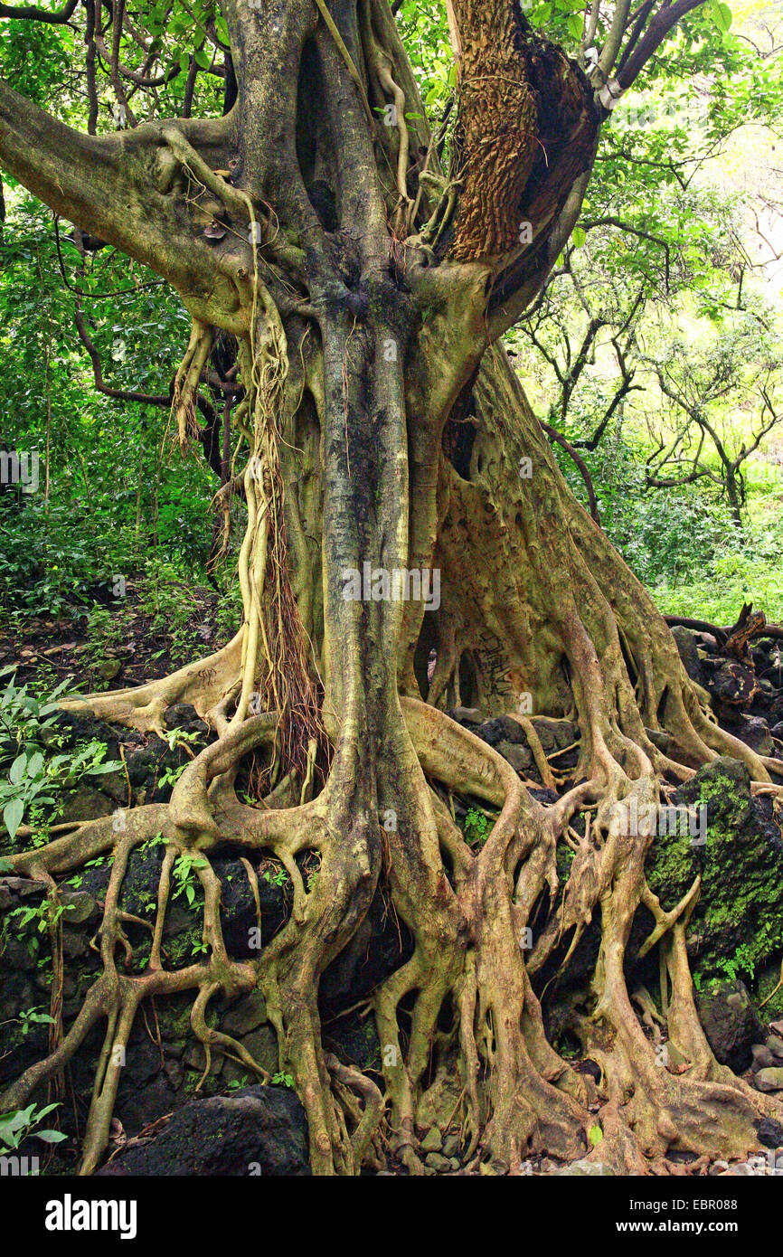 Blue Mexican Fig, Rock fig (Ficus petiolaris), ethnic tree in Mexico, Mexico, Tepoztlßn Stock