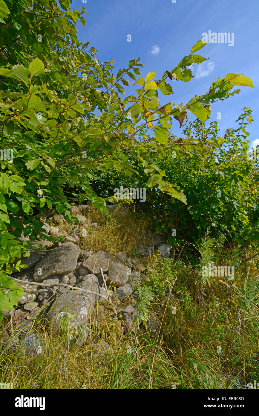 overgrown pile of stones as biotop for reptiles, Sweden, SmÕland Stock Photo