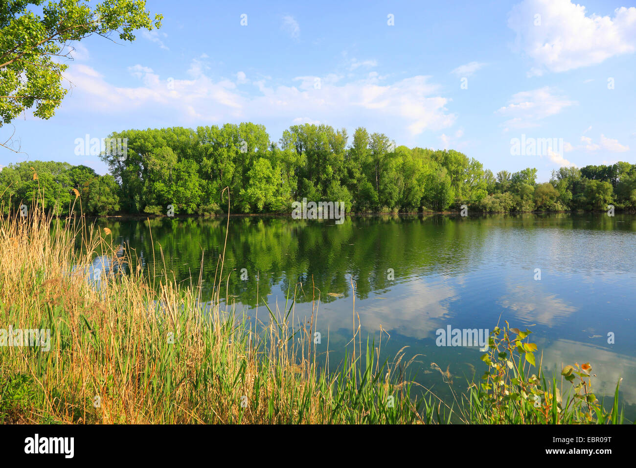Old Rhine river arm in spring, Germany, Baden-Wuerttemberg Stock Photo