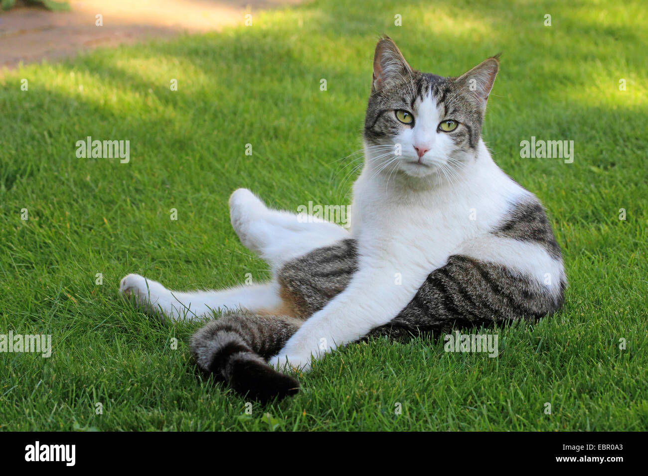 Cat lying on grass hi-res stock photography and images - Alamy