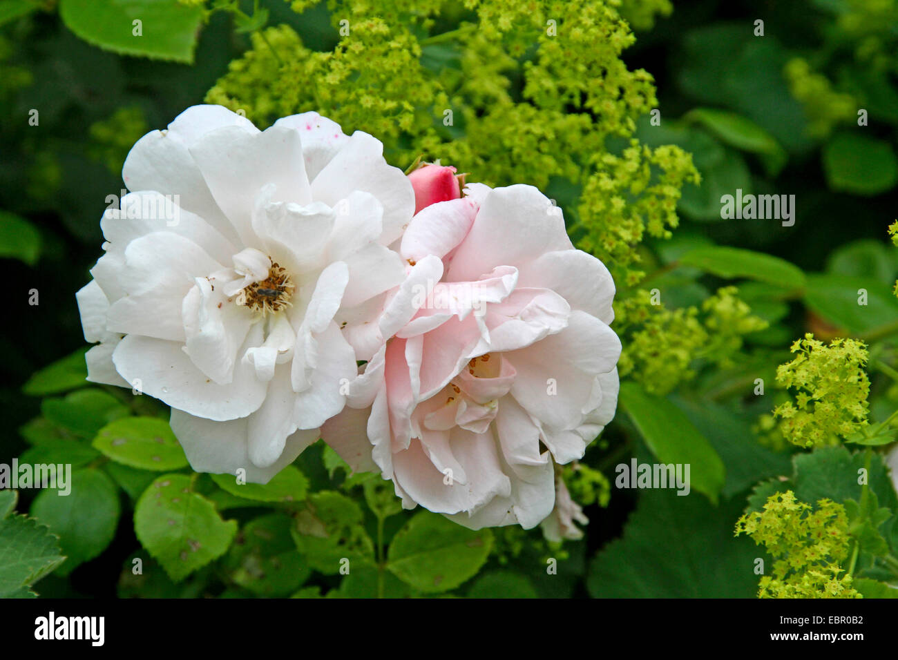 ornamental rose (Rosa spec.), pink rose with blooming Alchemilla, Germany Stock Photo