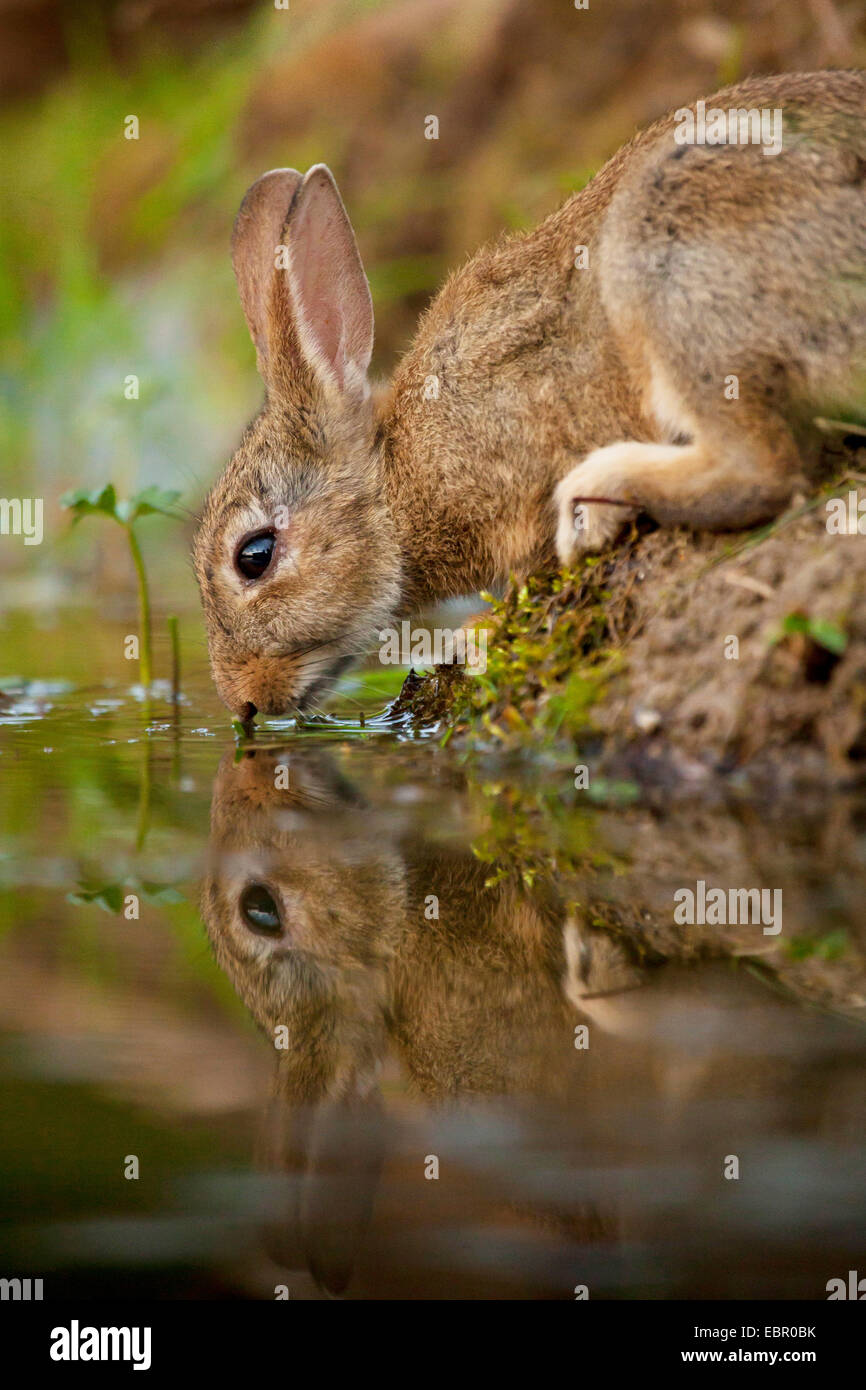 European rabbit (Oryctolagus cuniculus), drinking on the waterfront