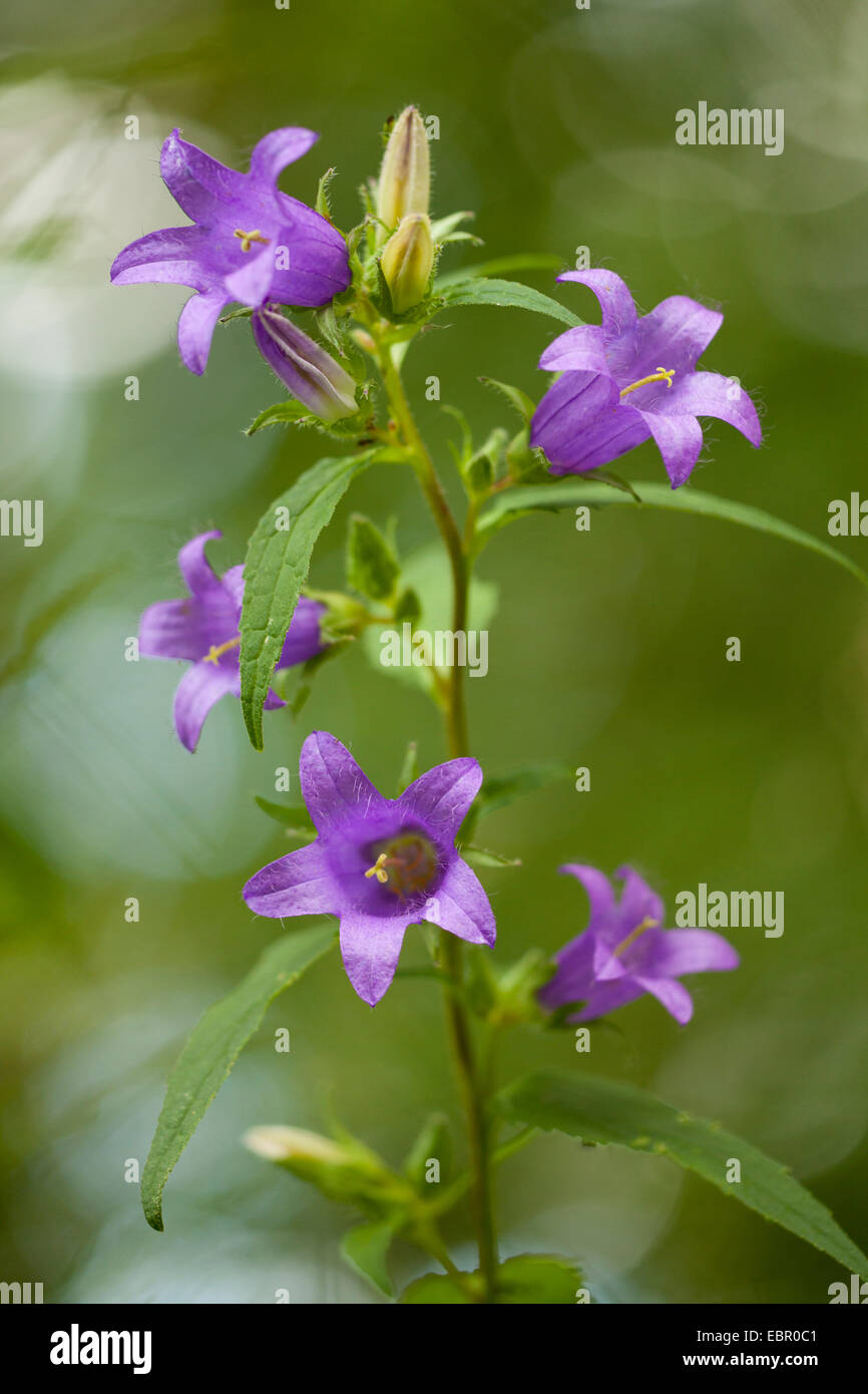 batsinthebelfry, nettleleaved bellflower (Campanula trachelium