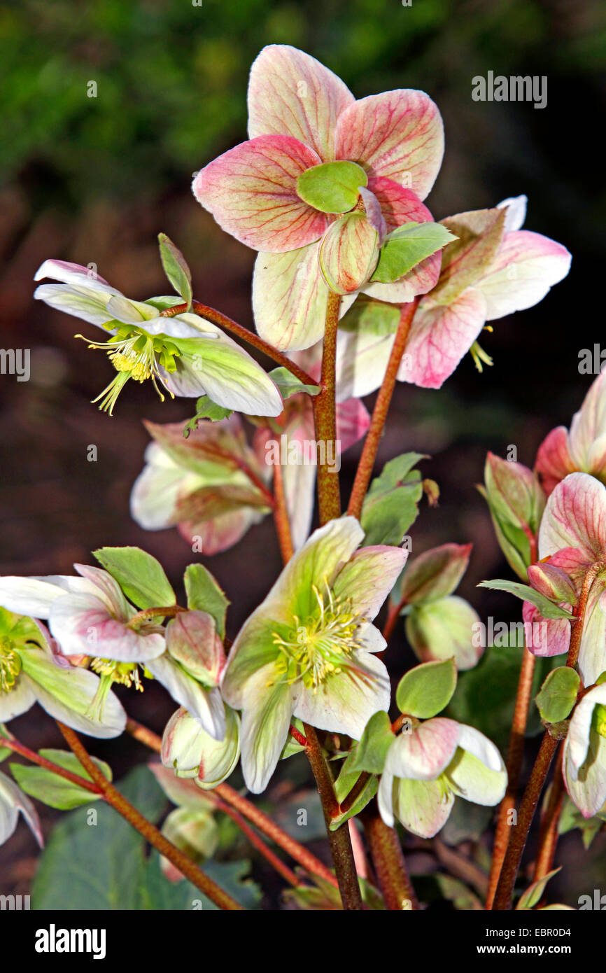 hellebore (Helleborus-Hybride), blooming Stock Photo