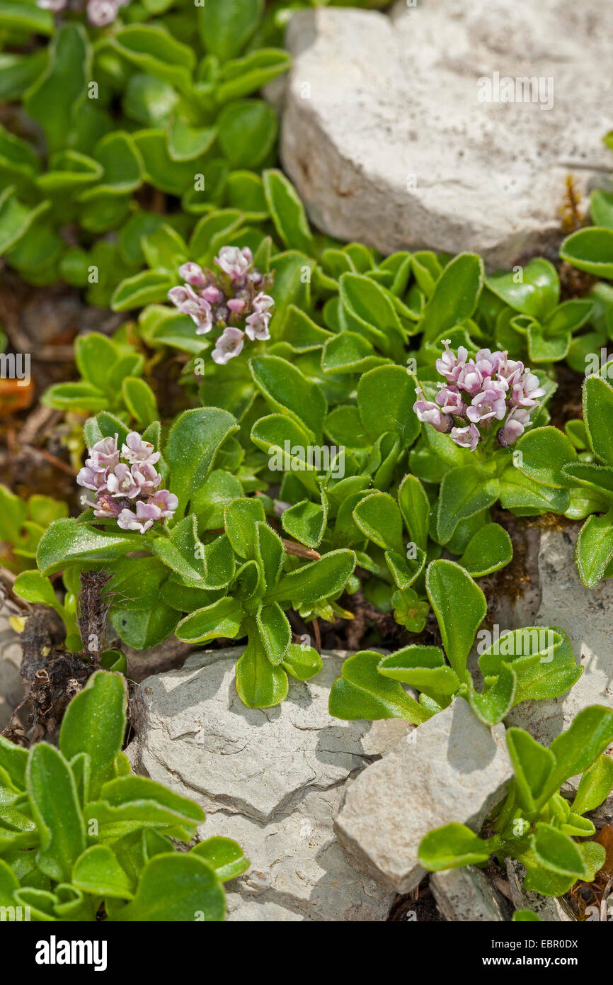 Dwarf Valerian (Valeriana supina), blooming Stock Photo