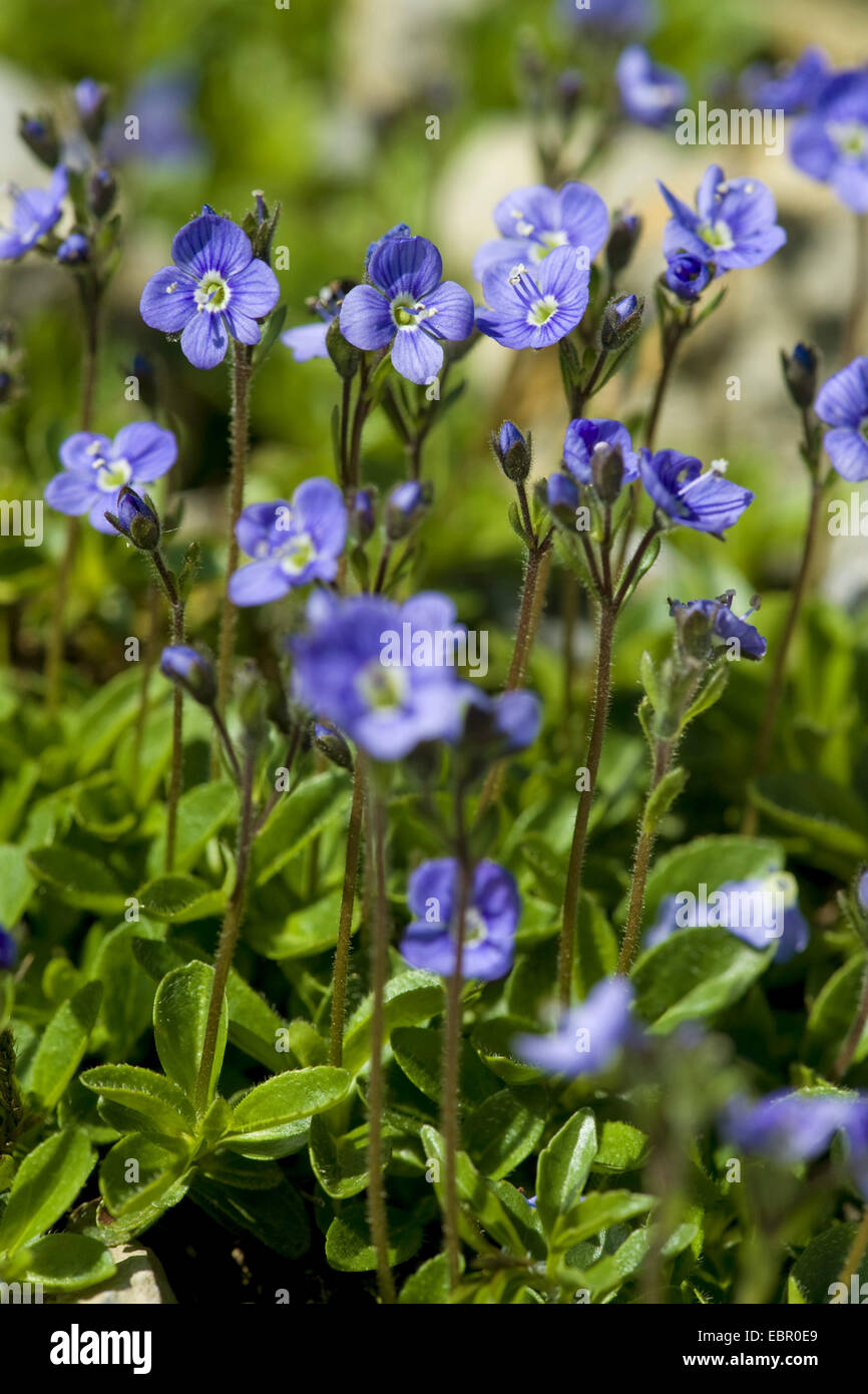 Leafless speedwell (Veronica aphylla), blooming, Switzerland Stock Photo